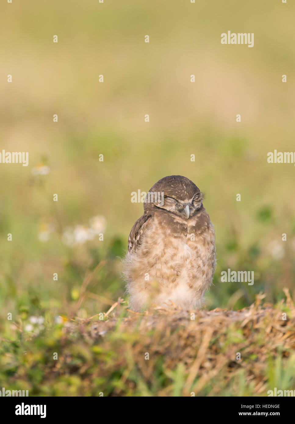 Scavando owlet dormire a Cape Coral, Florida Foto Stock