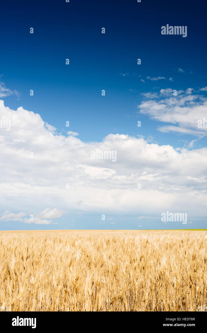 Un campo di grano nelle zone rurali di Saskatchewan, Canada Foto Stock