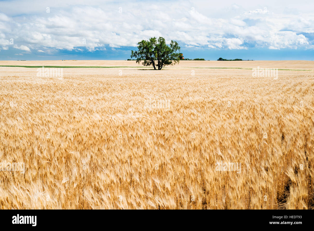 Un campo di grano nelle zone rurali di Saskatchewan, Canada Foto Stock