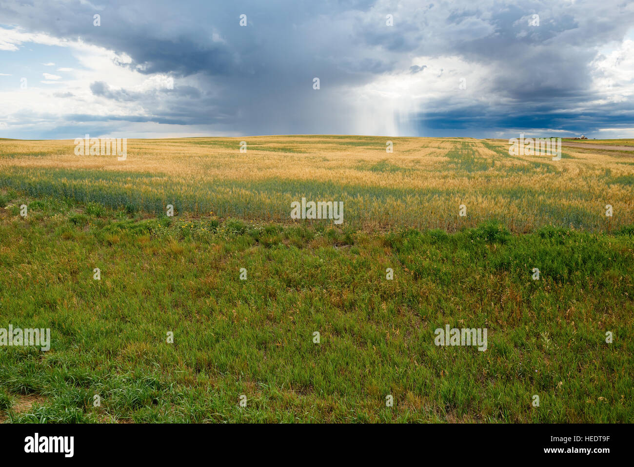 Un cielo tempestoso sopra campi degli agricoltori nelle zone rurali di Saskatchewan, Canada Foto Stock