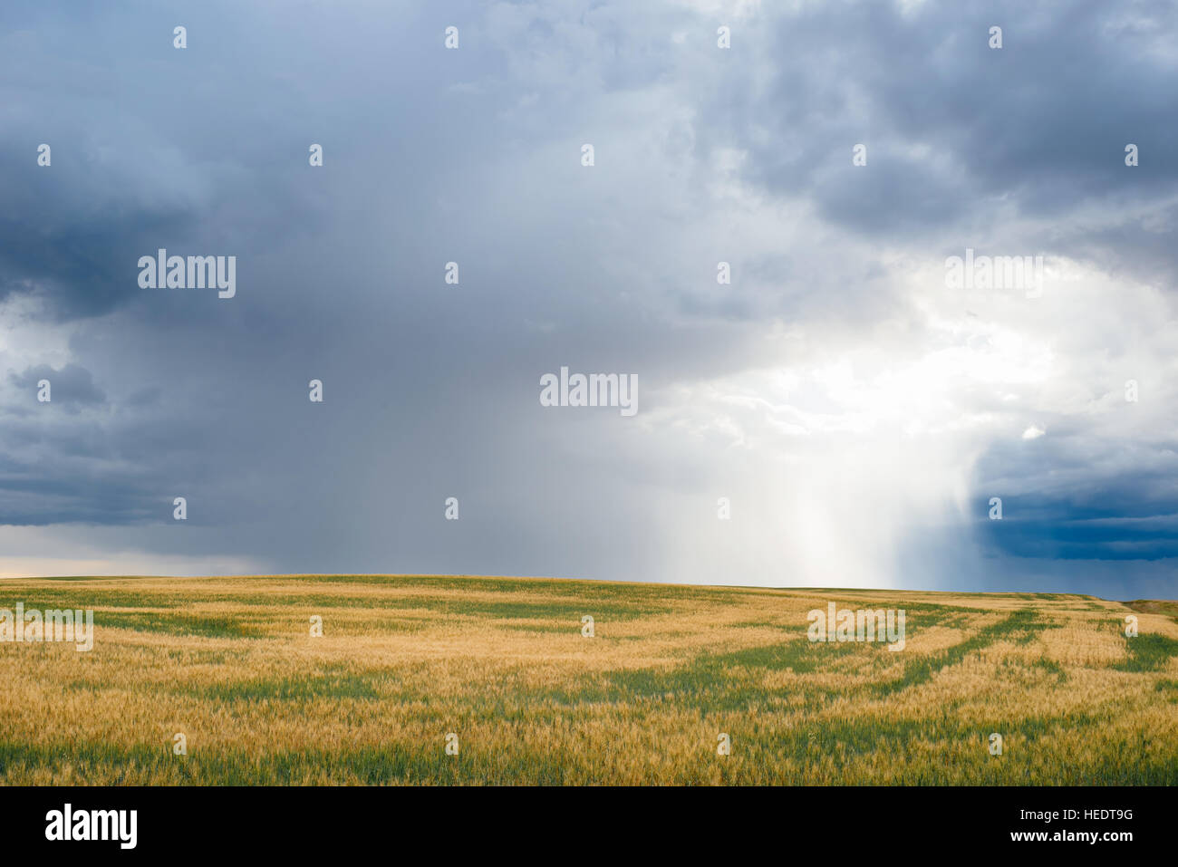 Un cielo tempestoso sopra campi degli agricoltori nelle zone rurali di Saskatchewan, Canada Foto Stock