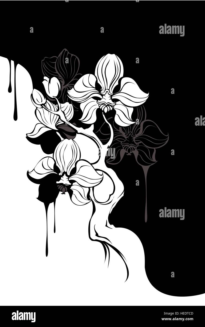 Ramo di nero e bianco, artisticamente dipinte orchid su sfondo scuro. Illustrazione Vettoriale