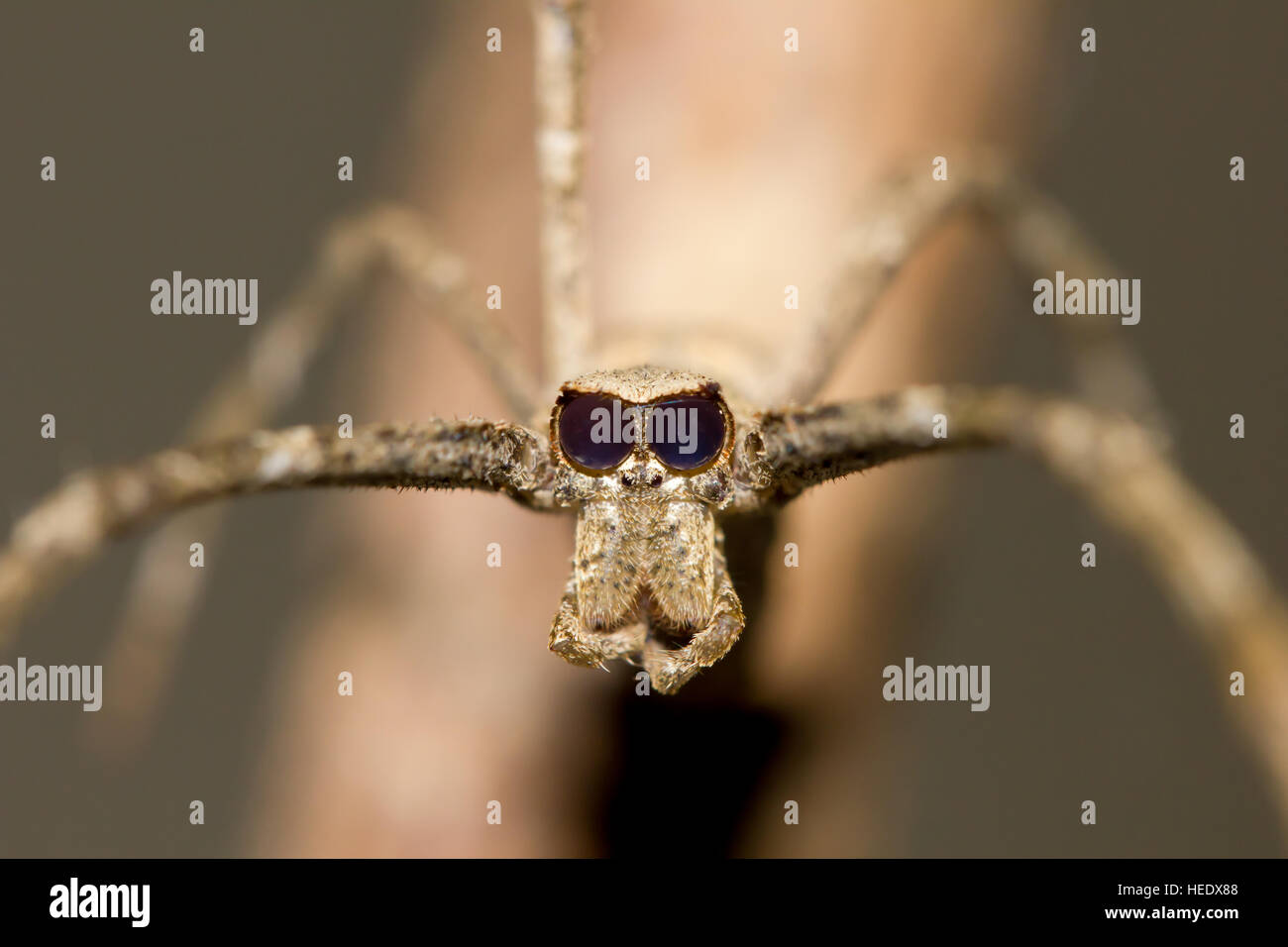 Net orco colata di fronte spider Foto Stock