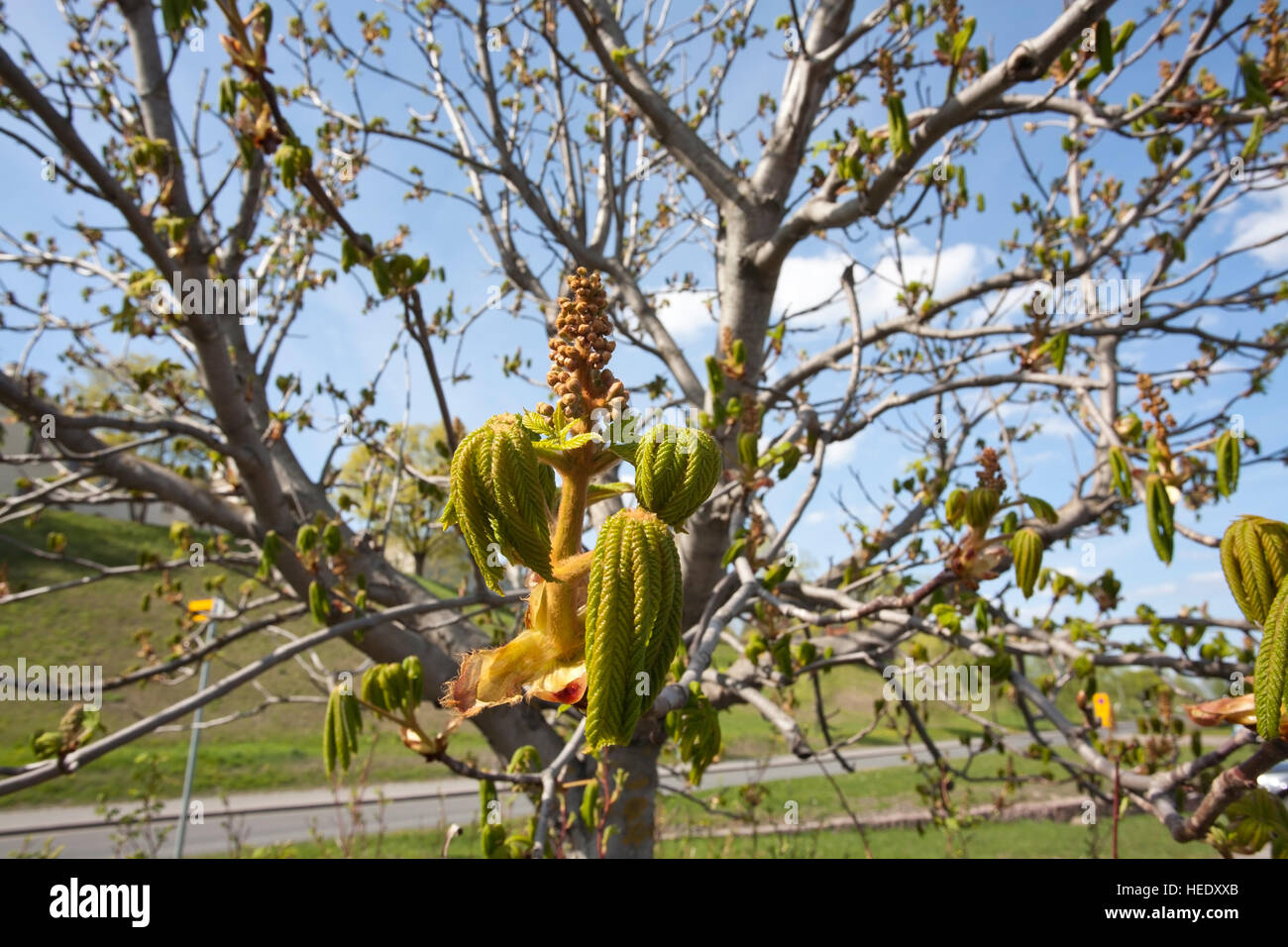 Aesculus hippocastanum boccioli di fiori Foto Stock