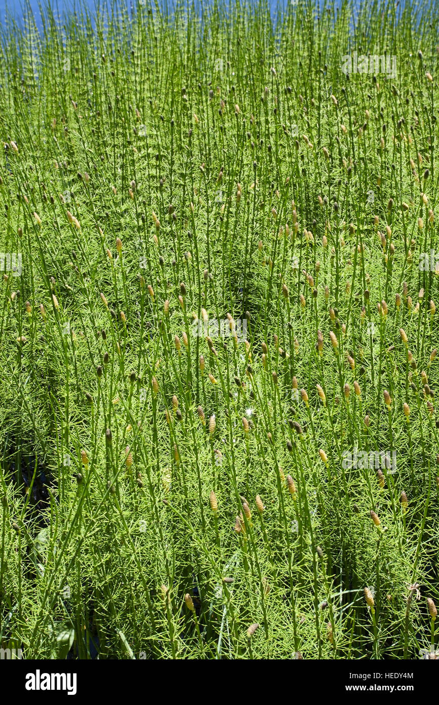 Equiseto fluviatile, acqua equiseto, Finlandia Foto Stock