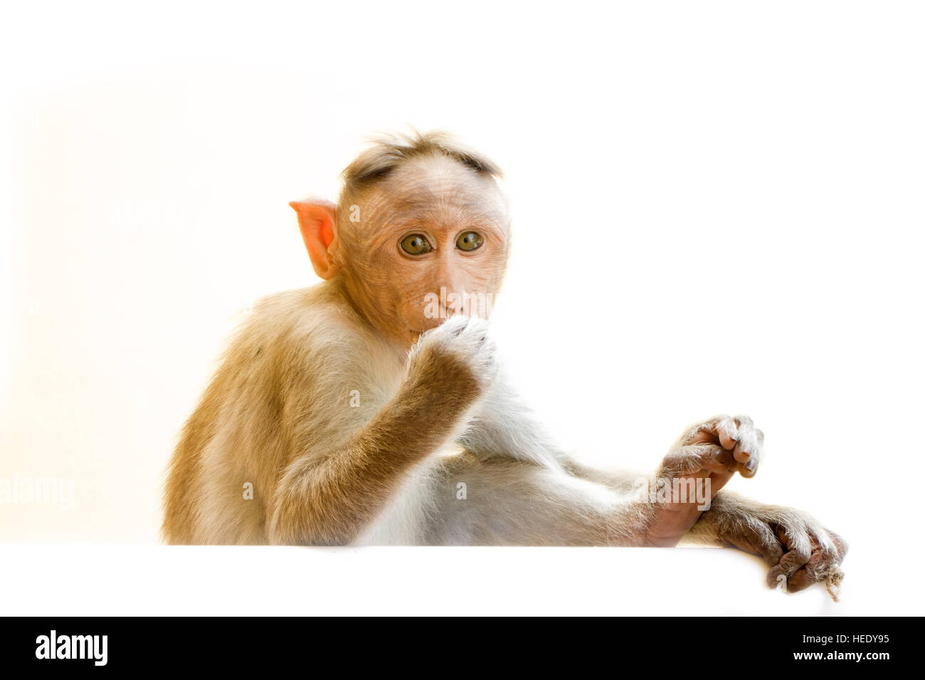 Indian macachi, cofano macachi, o (lat. Macaca radiata). Tipi di habitat - foreste montane di tropicale in India, a volte andare alla città. un animale Foto Stock
