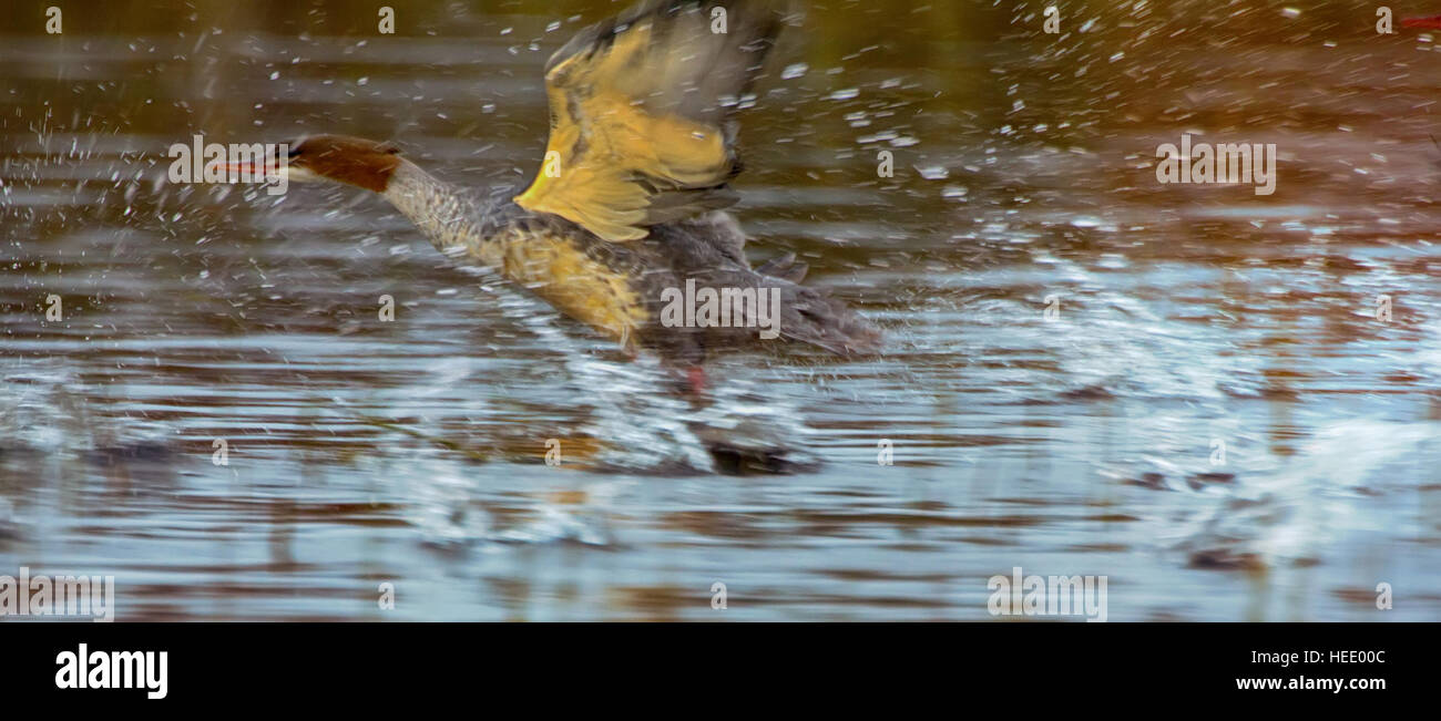 Difficile il decollo diving uccelli. Dynamic shot: smergo maggiore ( Mergus merganser), esecuzione di avviare delle fontane spray Foto Stock