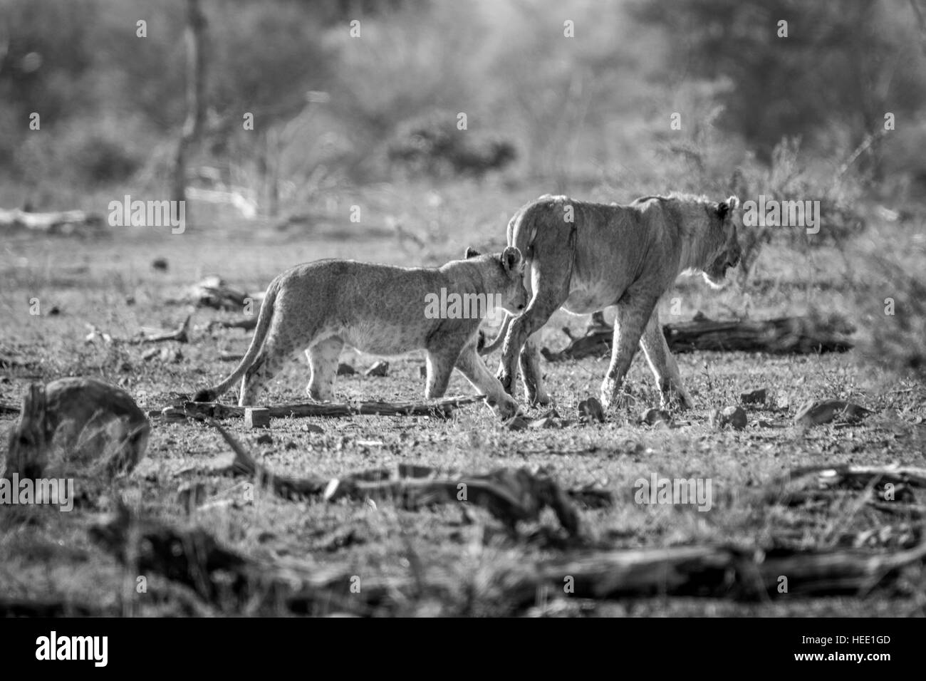 Leonessa e il suo cucciolo di camminare verso la boccola nel Parco Nazionale di Kruger, Sud Africa. Foto Stock