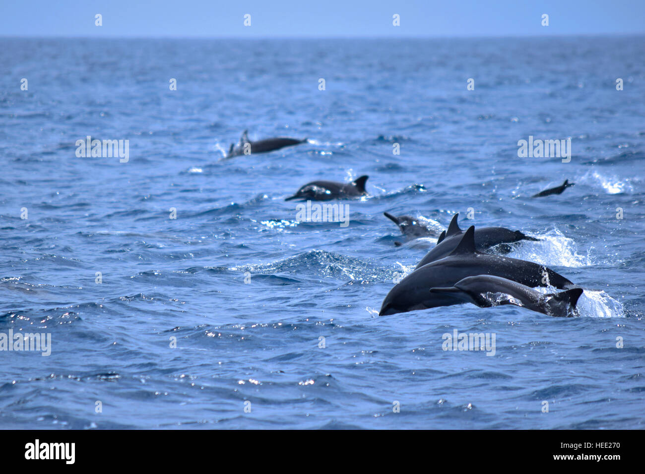 Pod di nuoto con i delfini al largo di Mascate e Oman. Foto Stock