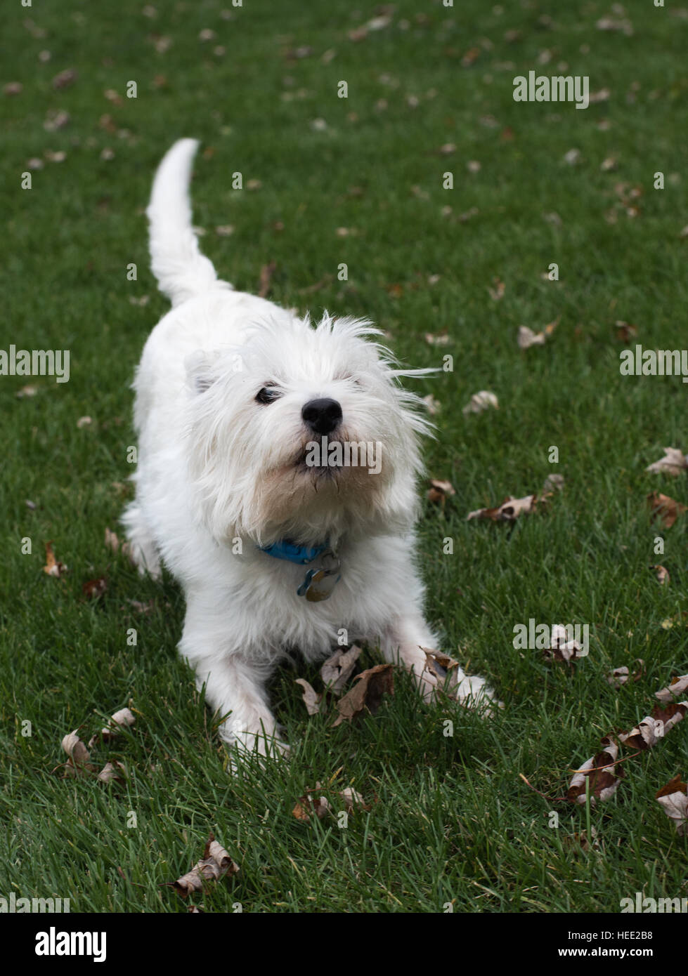 West Highland White Terrier Foto Stock