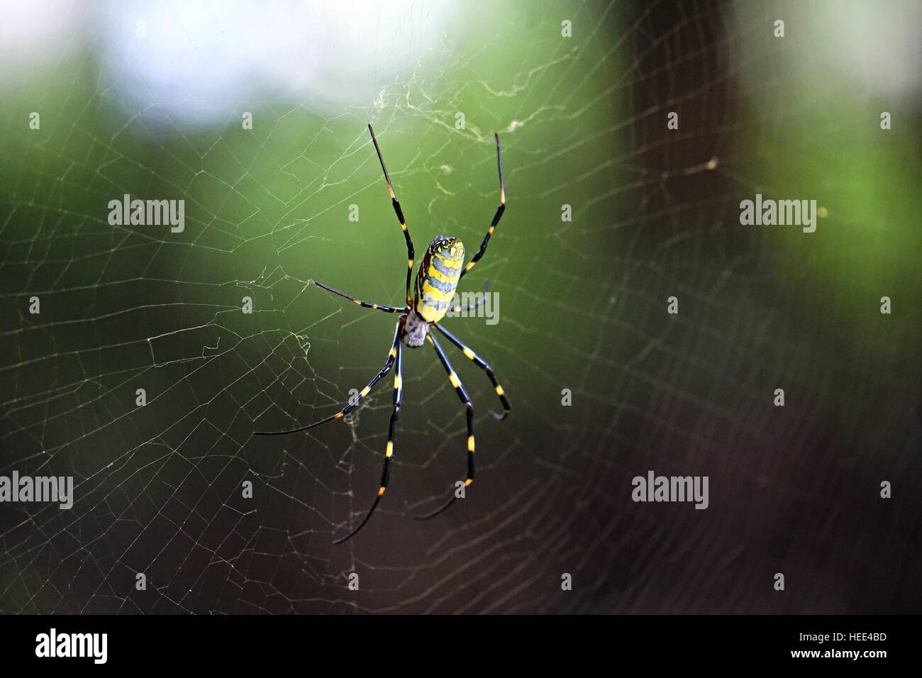 Nephila clavata trovati in Giappone Foto Stock