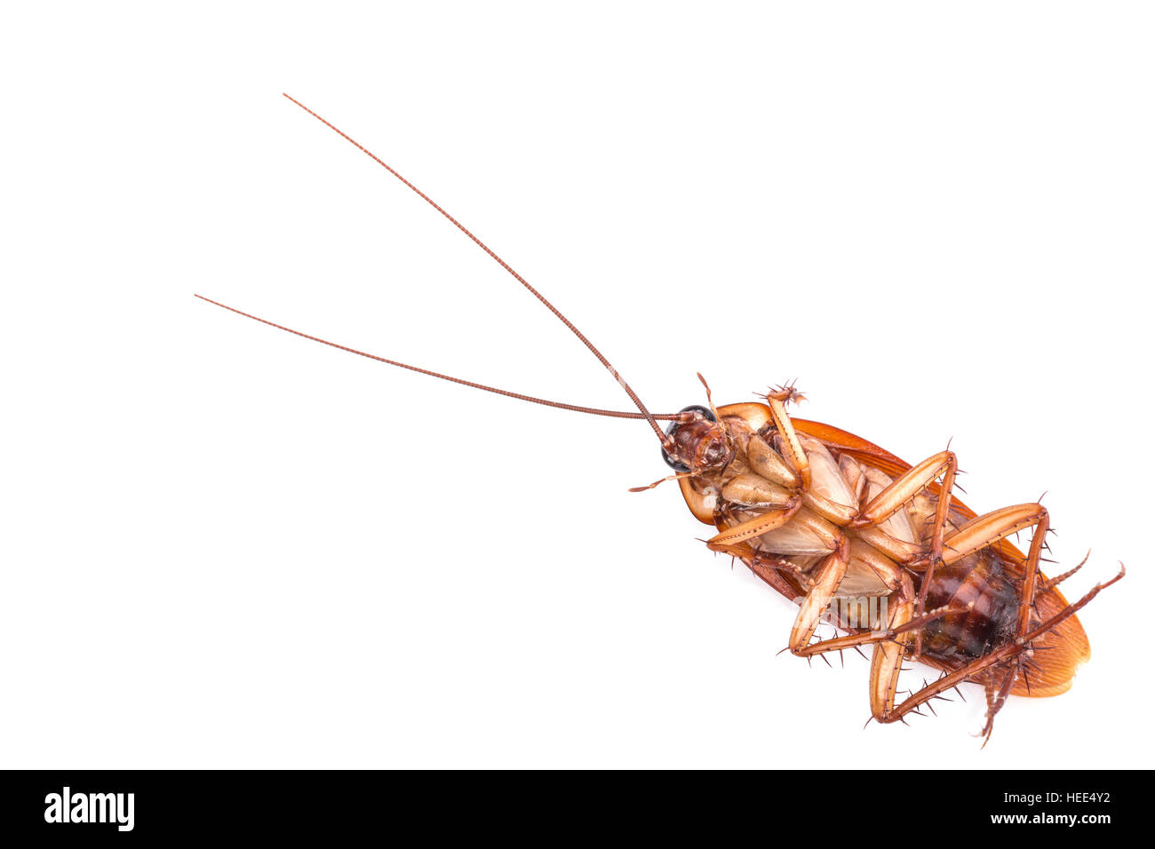 Close up scarafaggio isolato su uno sfondo bianco Foto Stock