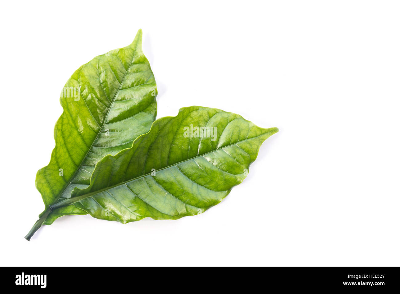 Vista superiore del caffè verde foglia d'albero isolato su sfondo bianco Foto Stock