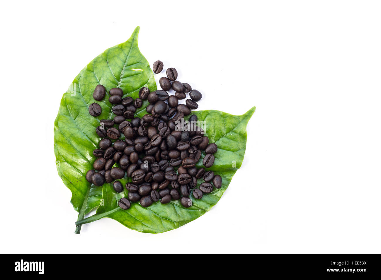 Vista superiore del caffè verde foglia d'albero isolato su sfondo bianco Foto Stock