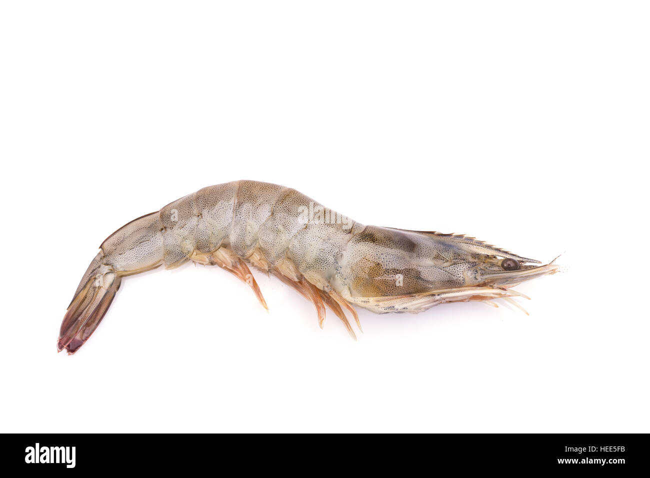 Close-up di gamberi freschi isolati su sfondo bianco Foto Stock
