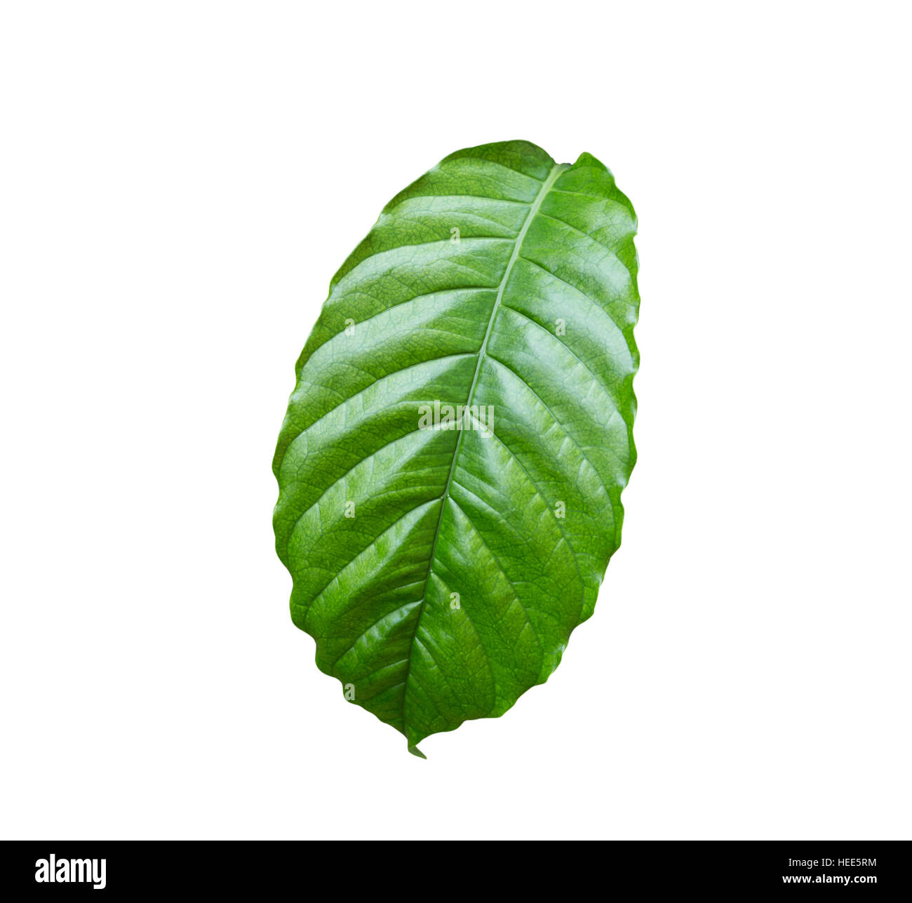 Fresco di caffè verde foglia d'albero isolato su sfondo bianco. Salvato con un tracciato di ritaglio Foto Stock