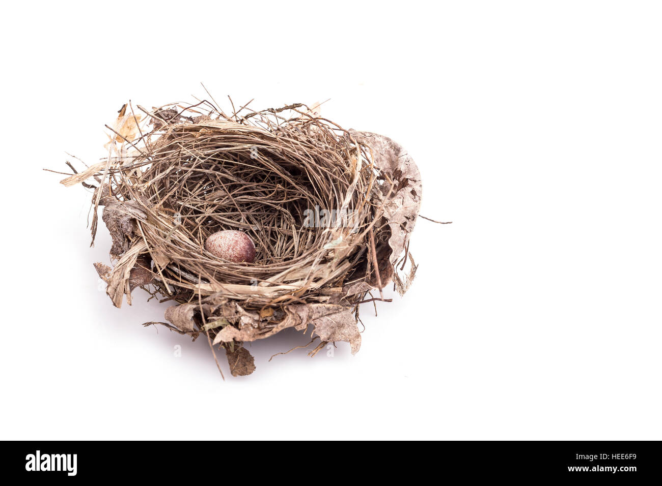 Chiudere il vecchio nido di uccelli con un uovo isolato su sfondo bianco Foto Stock