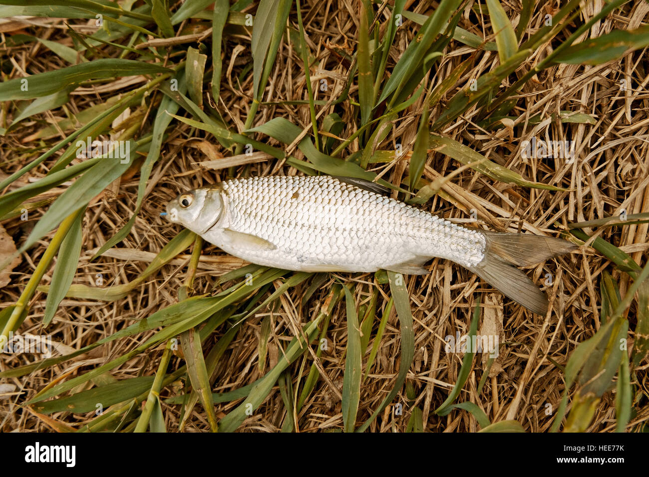 Caspian roach sull'erba sopra visualizza Foto Stock