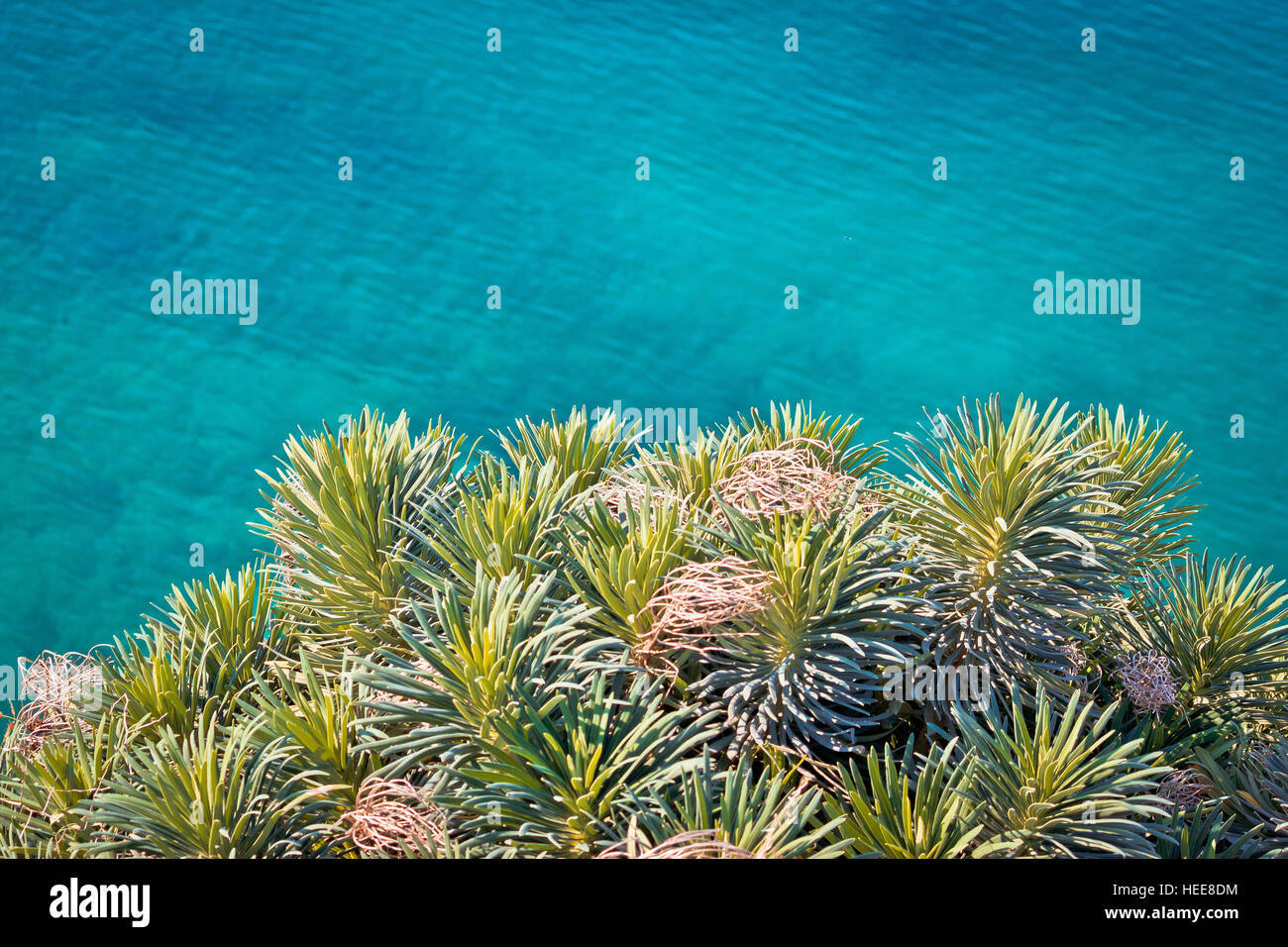 Pino rami con mare turchese sfondo, natura mediterranea Foto Stock