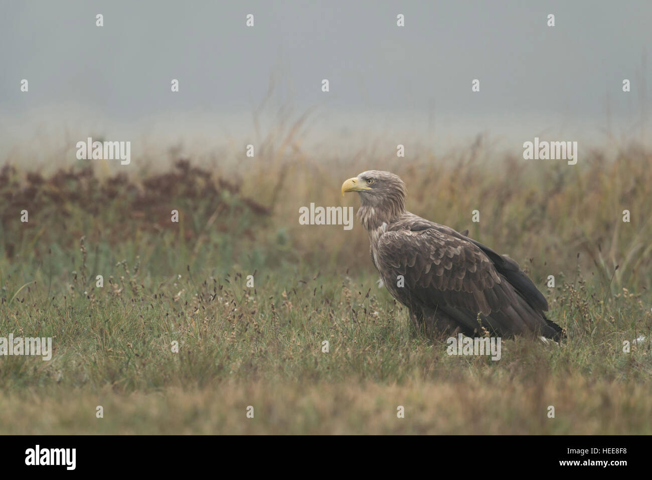 White Tailed Eagle / Sea Eagle ( Haliaeetus albicilla ), uccello adulto in tempo sordo, seduti su pascoli, guardando intorno attento. Foto Stock