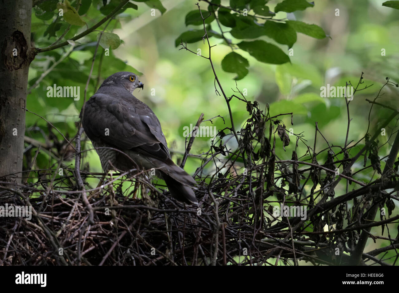 Sparviero ( Accipiter nisus ), femmina adulta, sorge sul bordo del suo nido d'aquila, guardando intorno con cautela, vista dal retro. Foto Stock