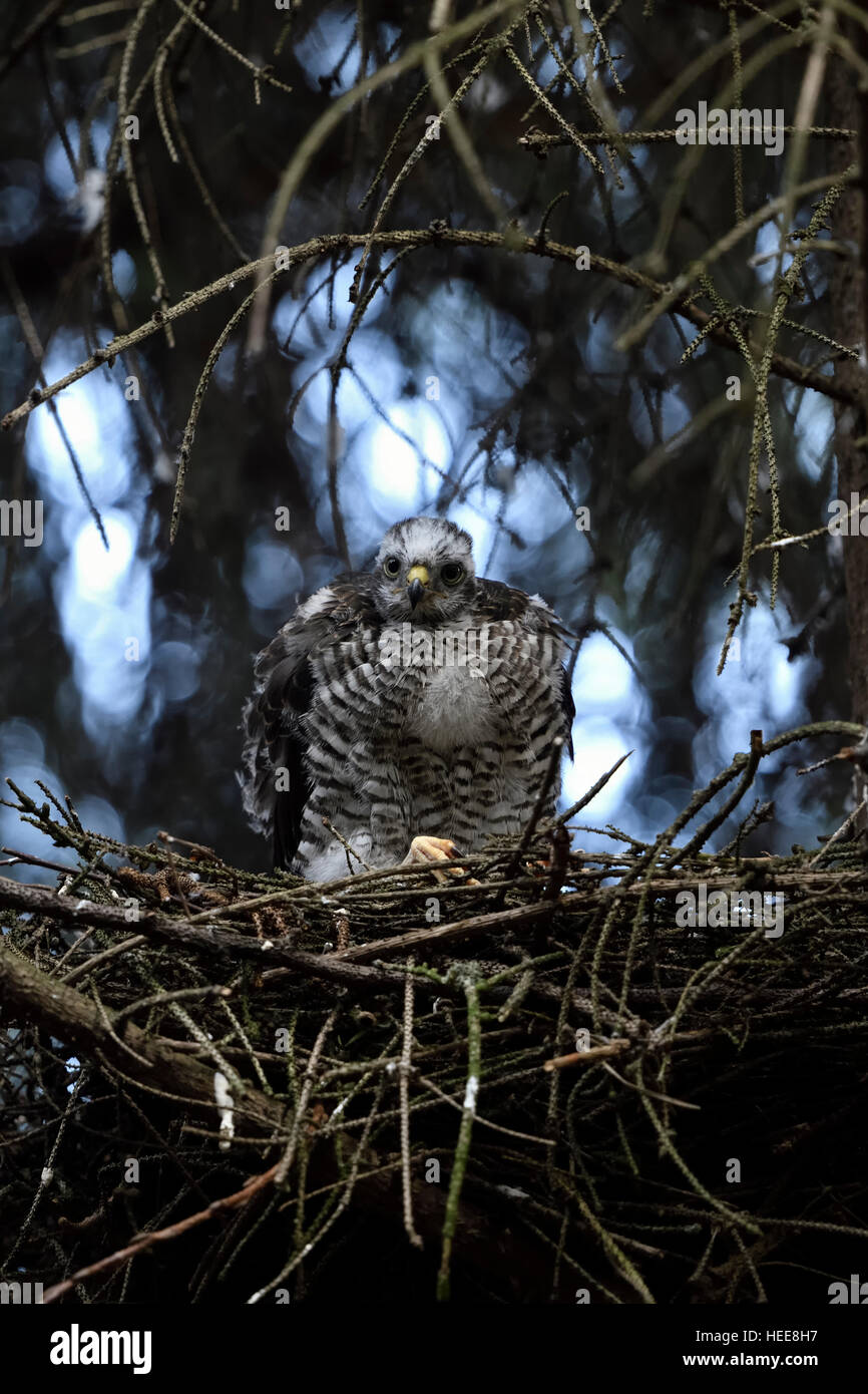 Sparviero ( Accipiter nisus ), rilassato cresciuti annidata, quasi maturi, seduta sul bordo del suo nido in un albero di abete rosso. Foto Stock