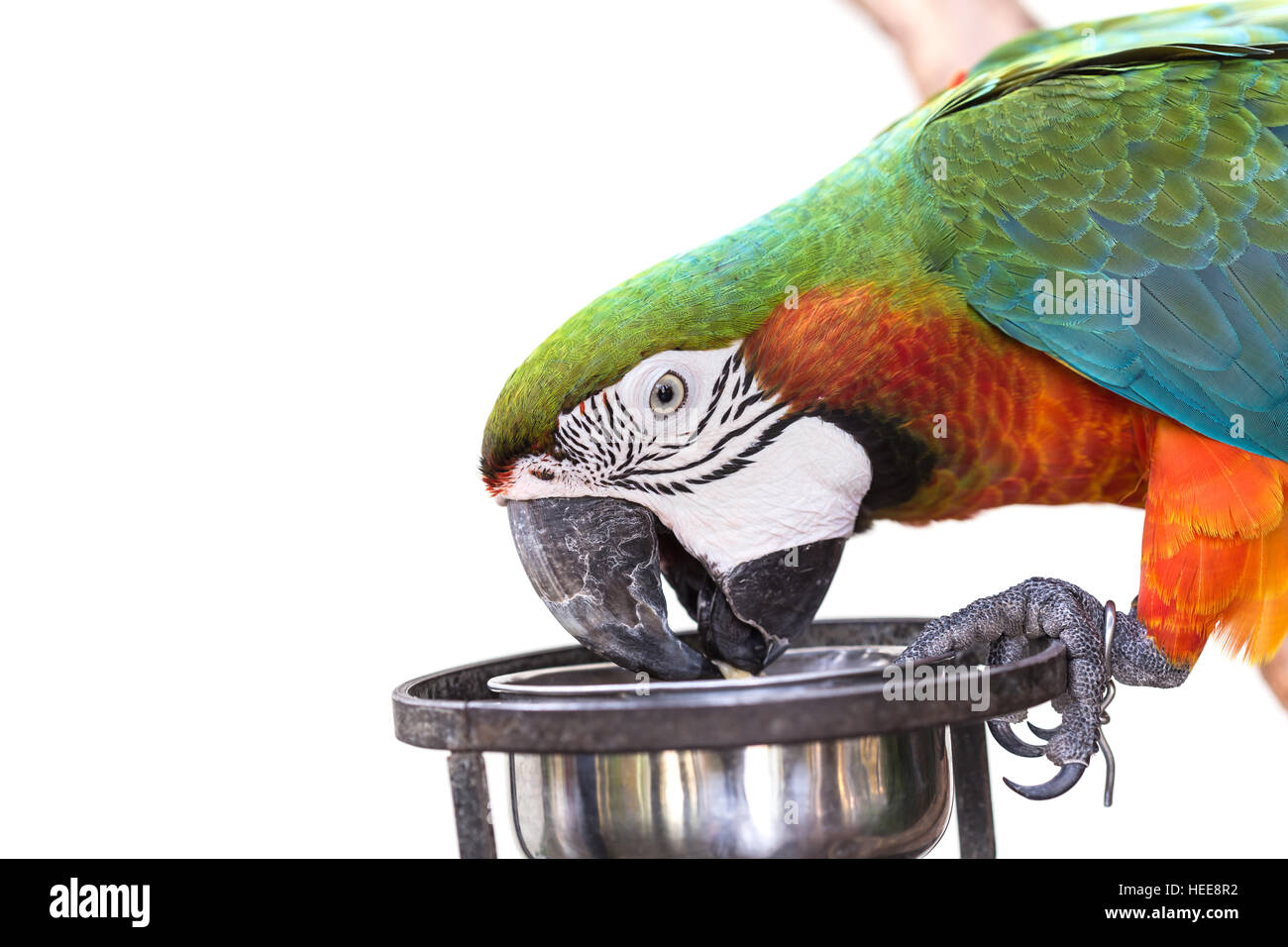 Close up colorato pappagallo macaw isolati su sfondo bianco Foto Stock