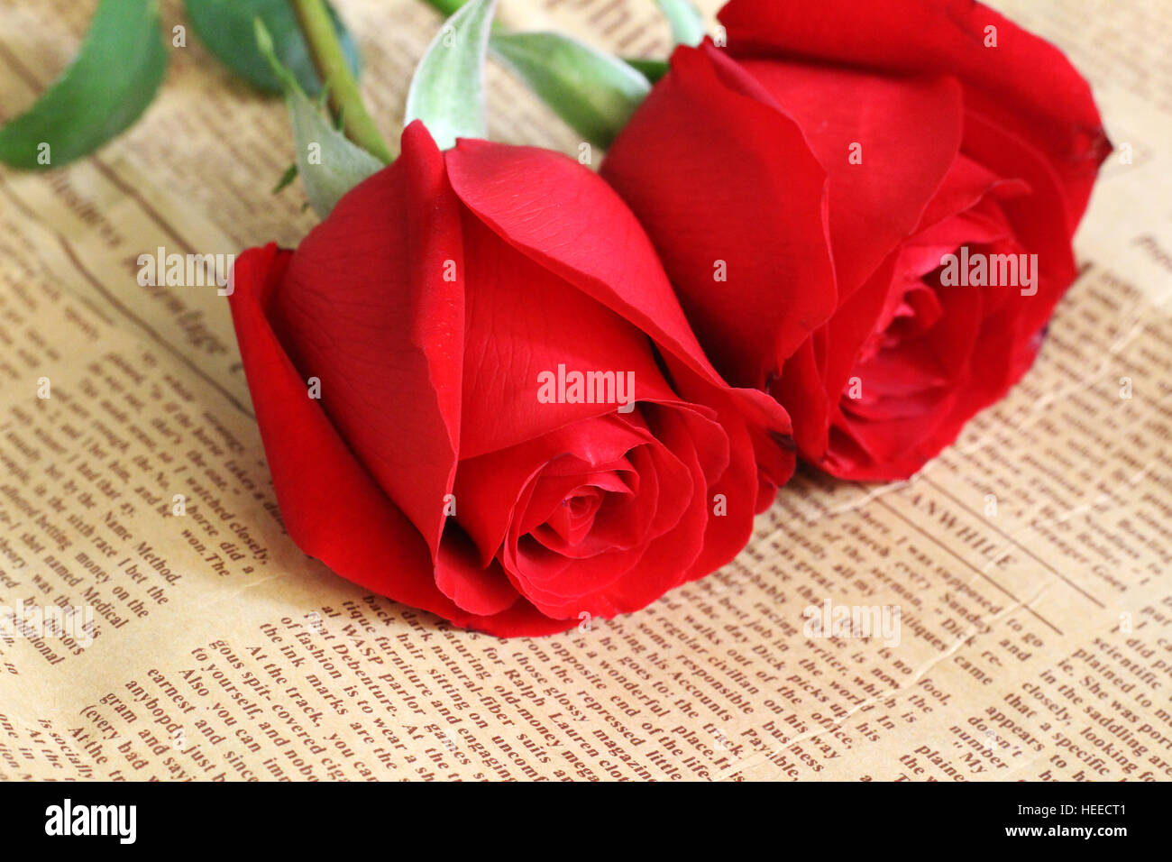 Rose rosse con quotidiano Foto Stock