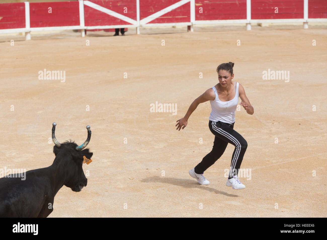 Il solo cowgirl e rasateur femmina nella Camargue, Marie Segretier partecipano in una corrida all'interno dell'arena a Saintes Maries De La Mer dur Foto Stock