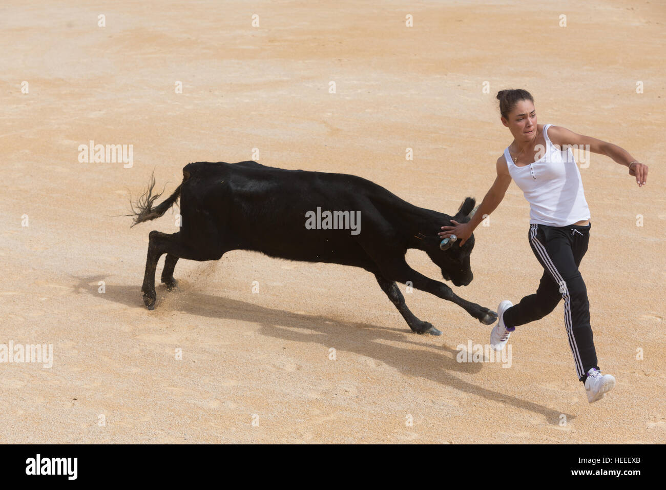 Il solo cowgirl e rasateur femmina nella Camargue, Marie Segretier partecipano in una corrida all'interno dell'arena a Saintes Maries De La Mer dur Foto Stock