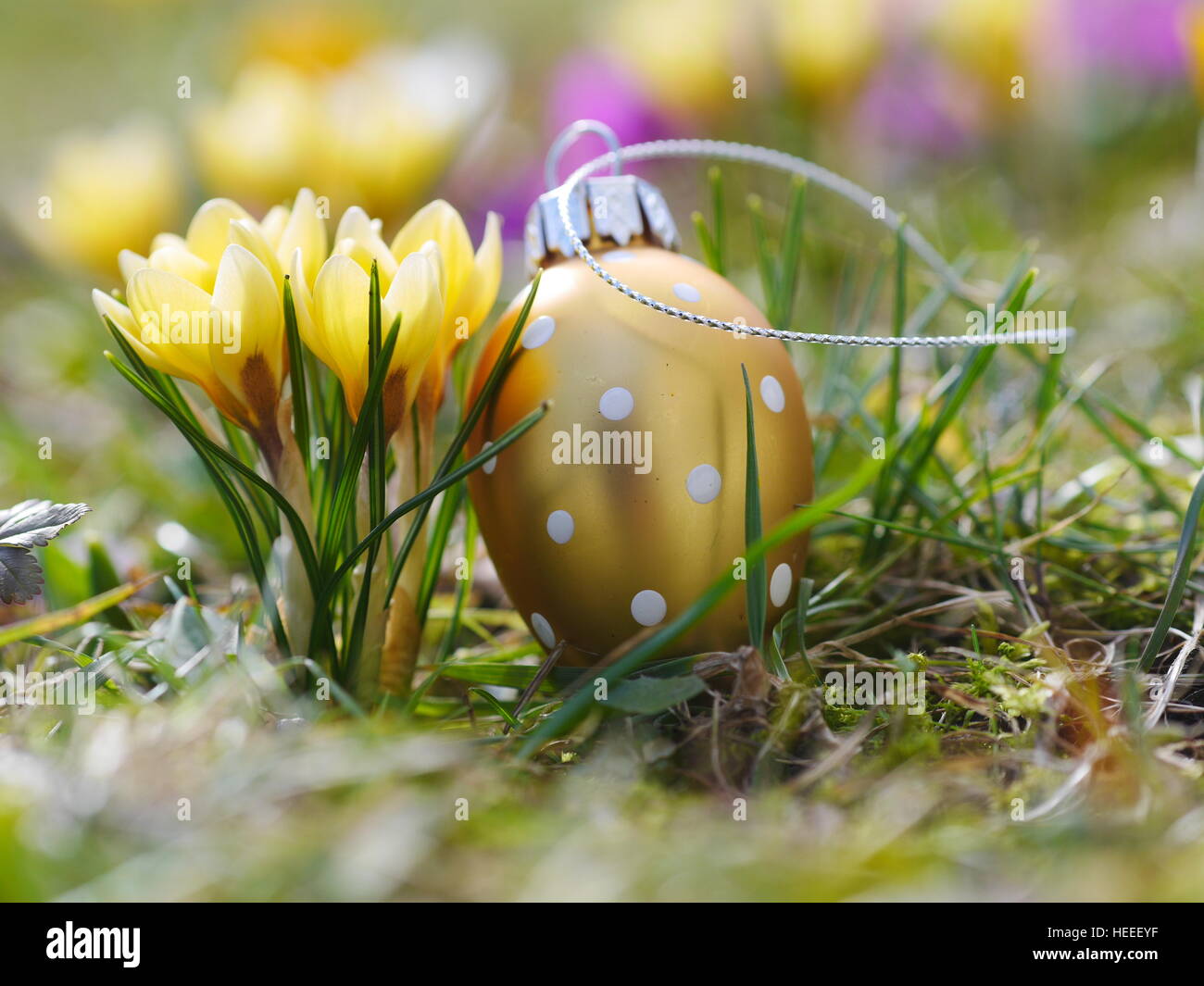 Crocus con le uova di pasqua su prato Foto Stock