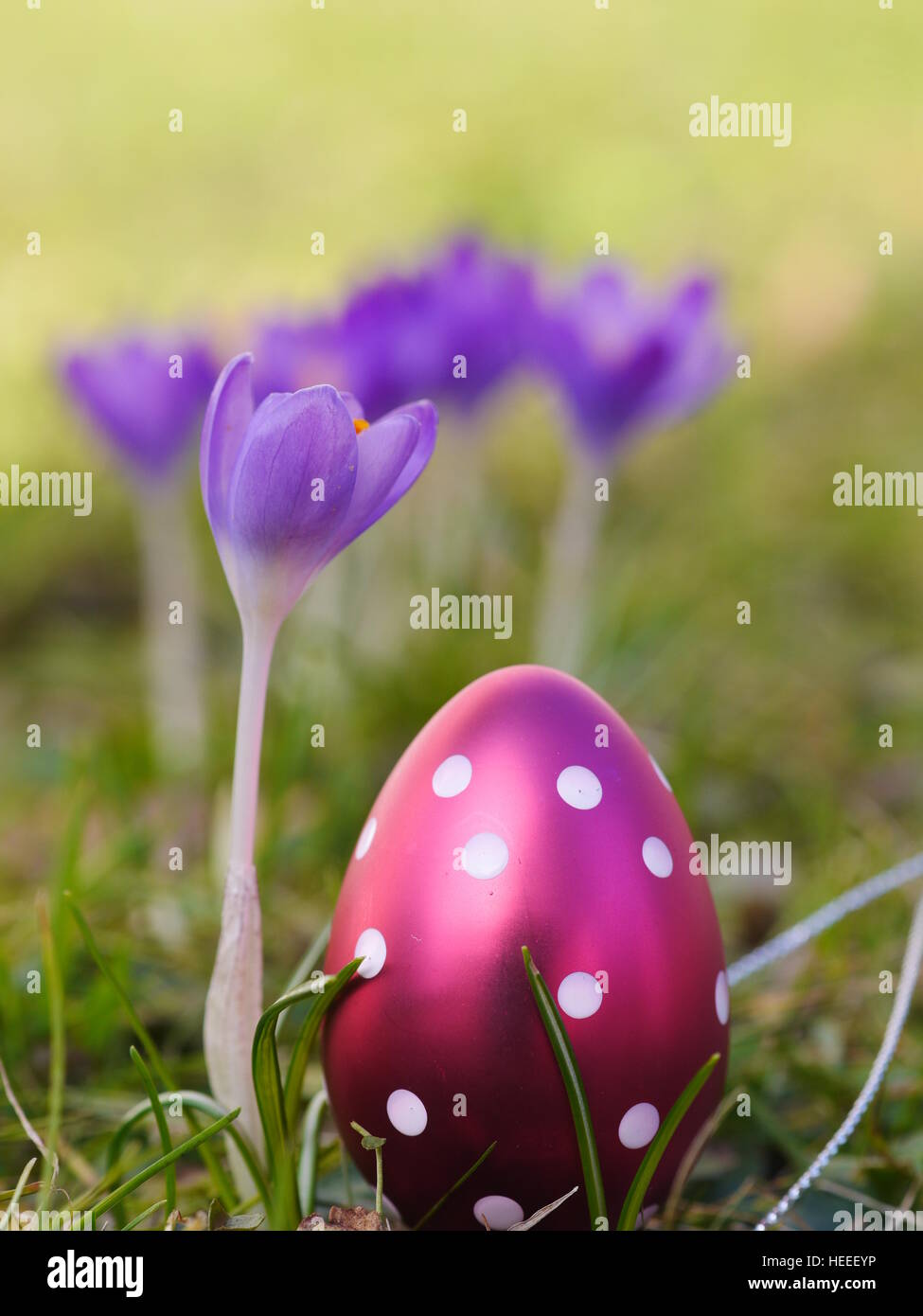 Crocus con le uova di pasqua su prato Foto Stock