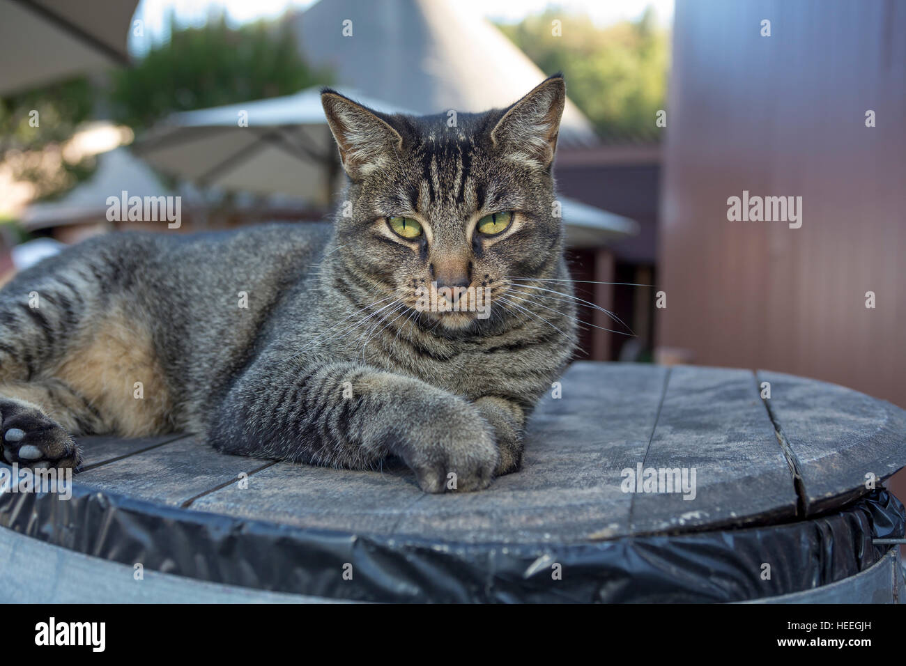 Tabby cat, Sonoma, Sonoma County, California Foto Stock