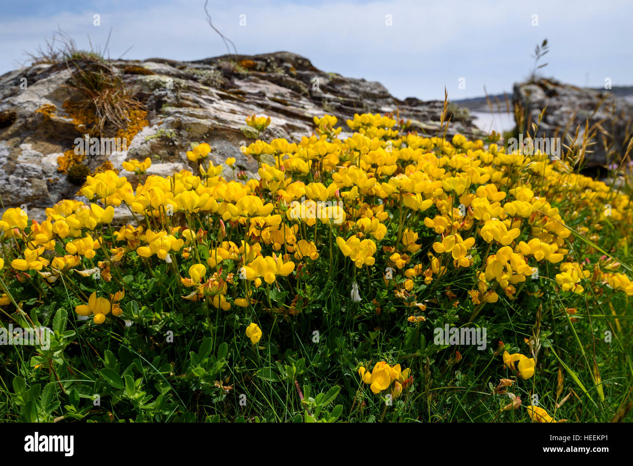 Comune di trifoglio Birdsfoot, Lotus corniculatus, millefiori, Carrick, Dumfries & Galloway, Scozia Foto Stock