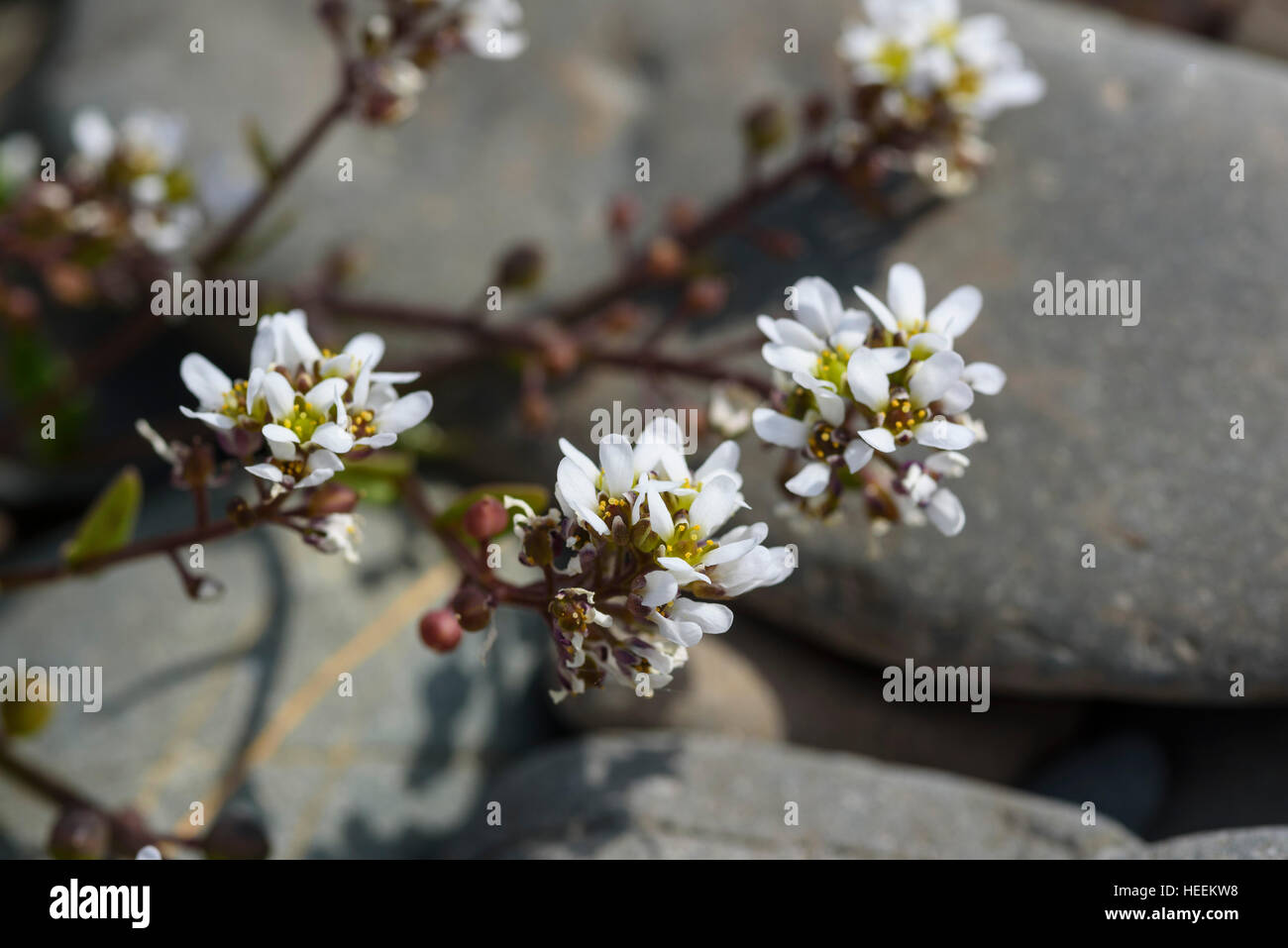 Scurvygrass comune, Cochlearia officinalis, millefiori, Carrick, Dumfries & Galloway, Scozia Foto Stock