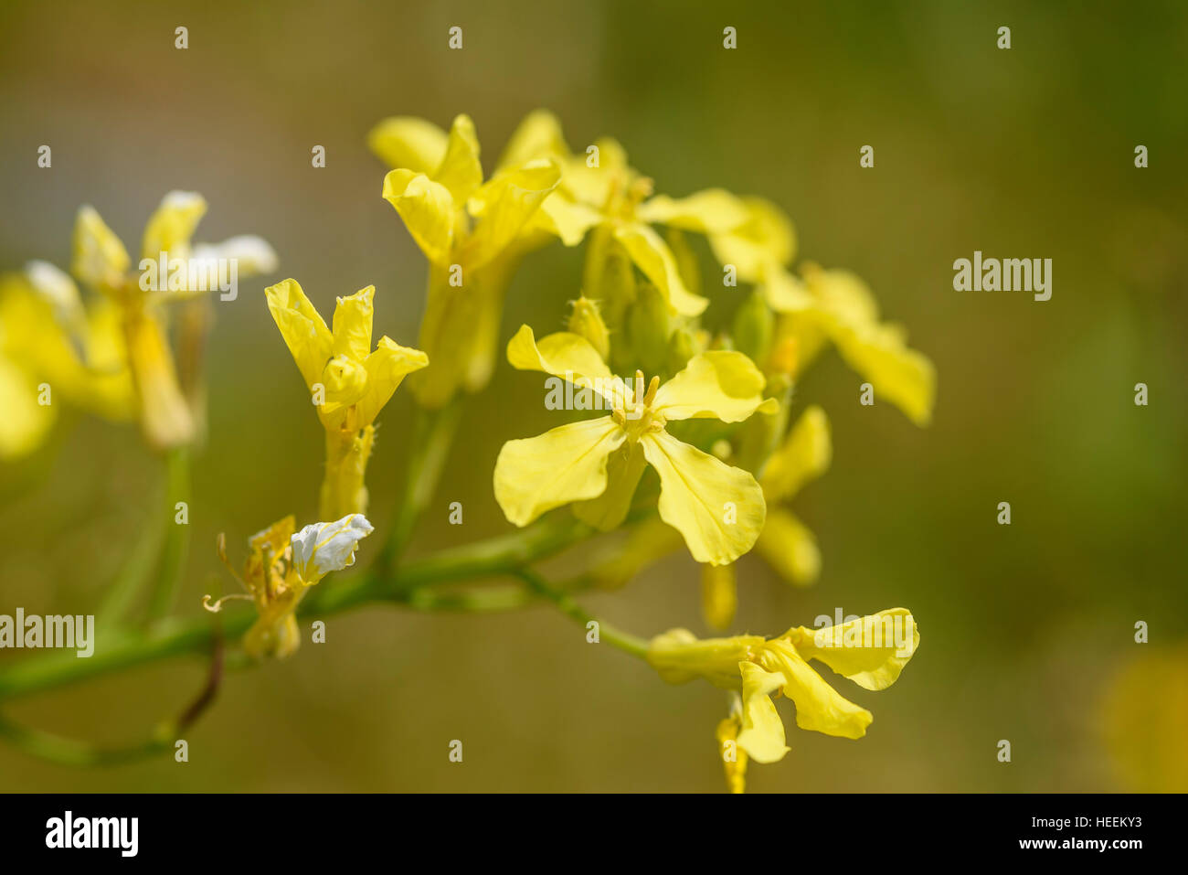 Mare ravanello Raphanus raphanistrum ssp. maritimus, millefiori, Carrick, Dumfries & Galloway, Scozia Foto Stock