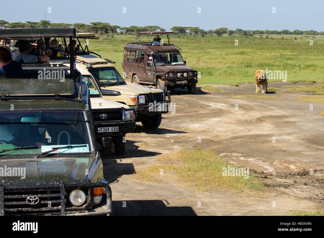 Una fila di turista 4WD vetture a quattro ruote motrici SUV veicoli SUV attendere per fotografare i lions vicino a Ndutu, Tanzania con un leone vicino. Foto Stock