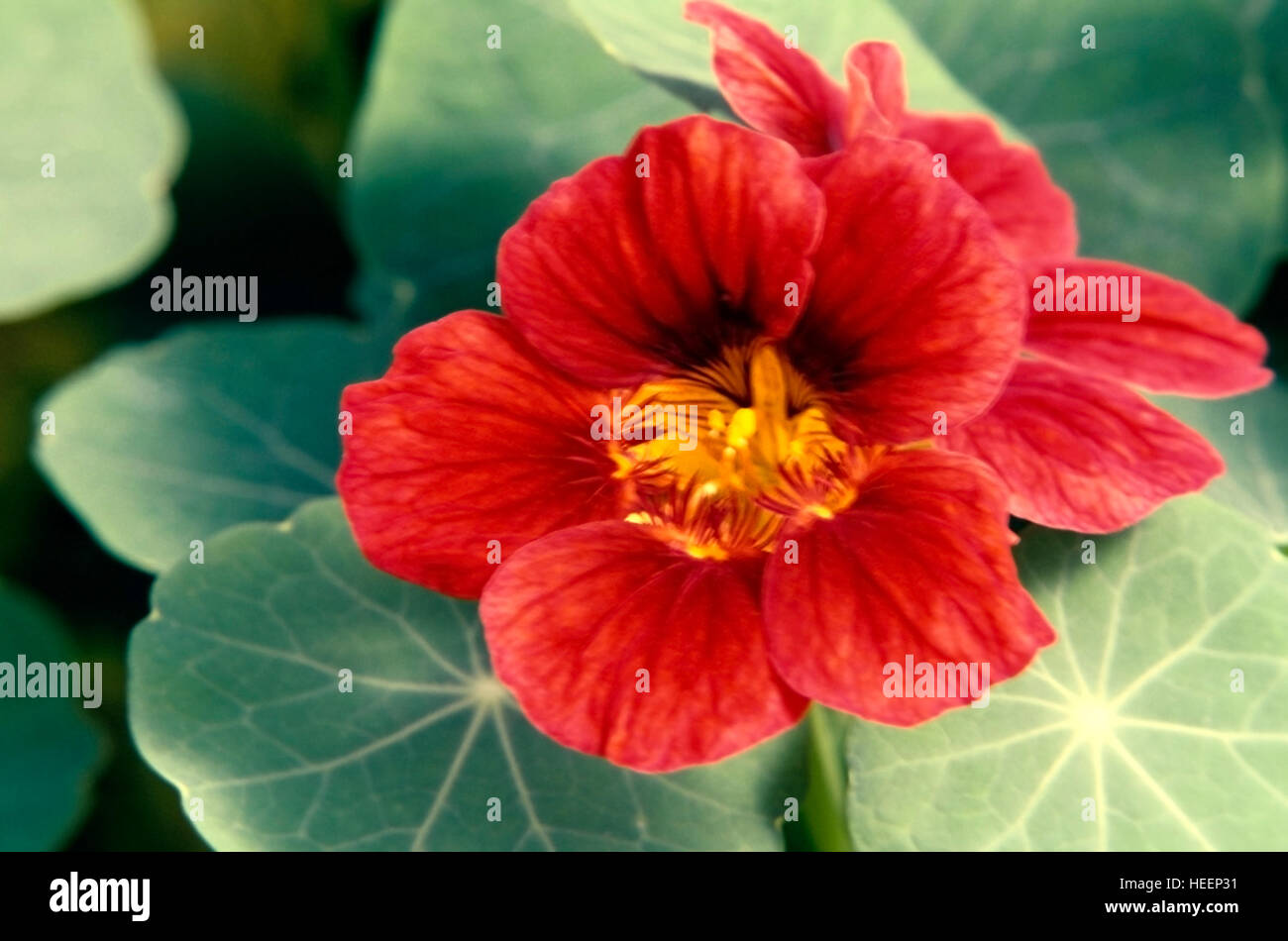 Nasturtiums il (Tropaeolum) queste piante hanno vistose fioriture e arrotondata, scudo o a forma di foglie peltate con il picciolo. Foto Stock