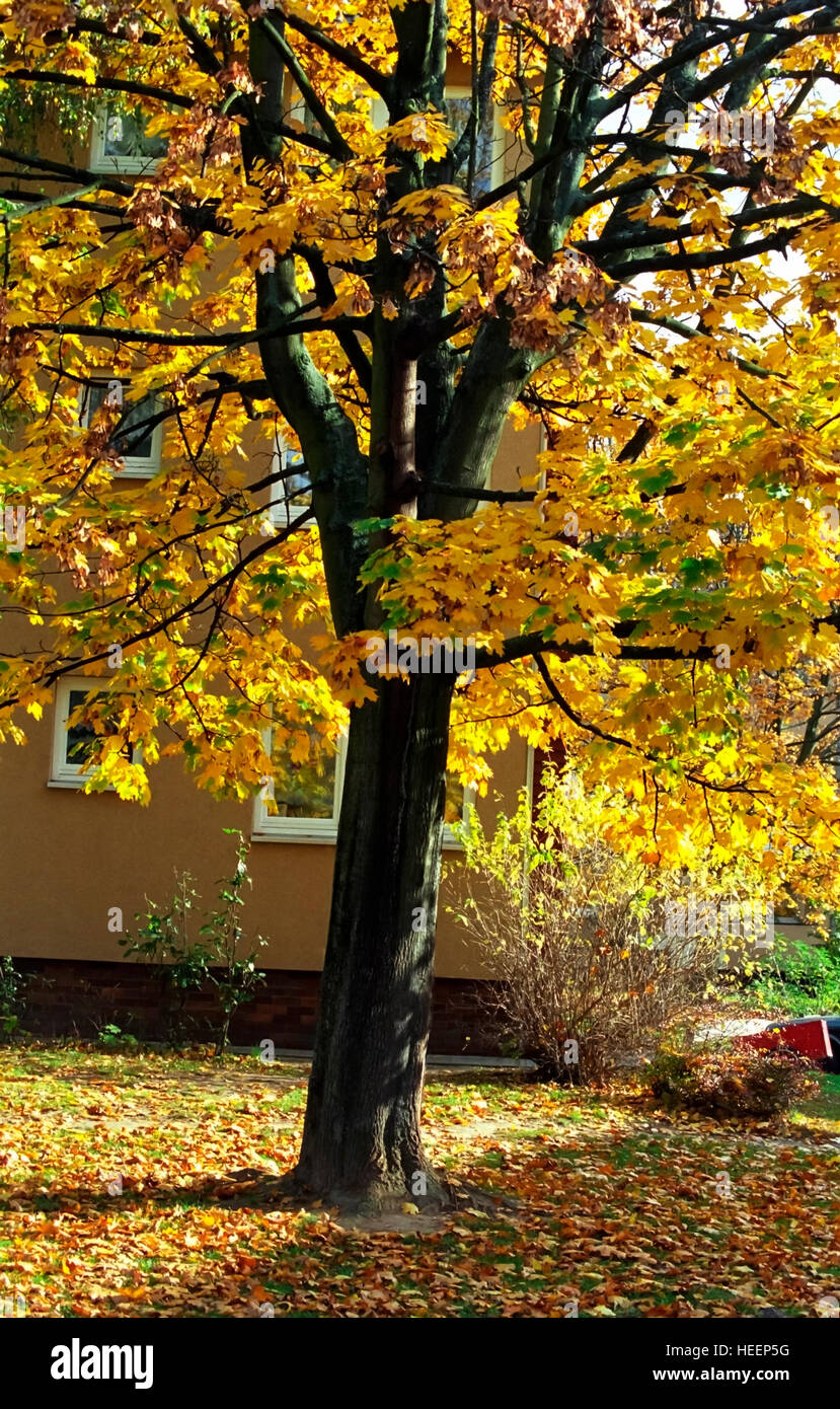Il Ginkgo biloba tree. Il Ginkgo come un simbolo, in arte come albero ornamentale, la legna, le foglie e i semi di una ricetta e il suo uso come una medicina di erbe. Foto Stock