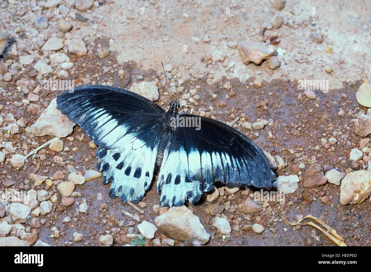 Blue Mormone Papilio polymnestor butterfly, a Amboli i Ghati Occidentali, Maharashtra, India. Foto Stock