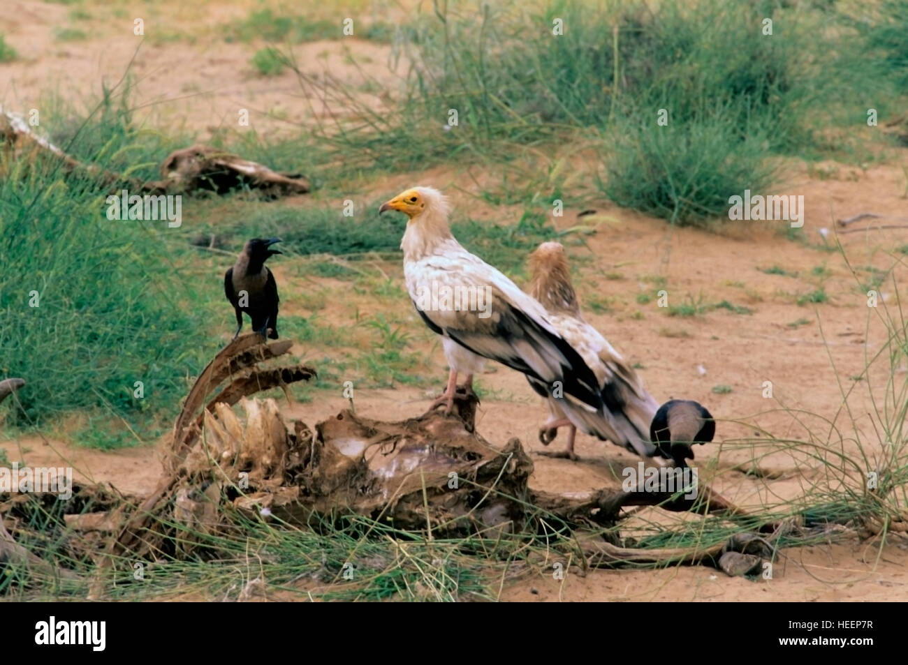 Avvoltoio egiziano, Neophron percnopterus, su bovini caracass, Rajasthan, India del Nord Foto Stock