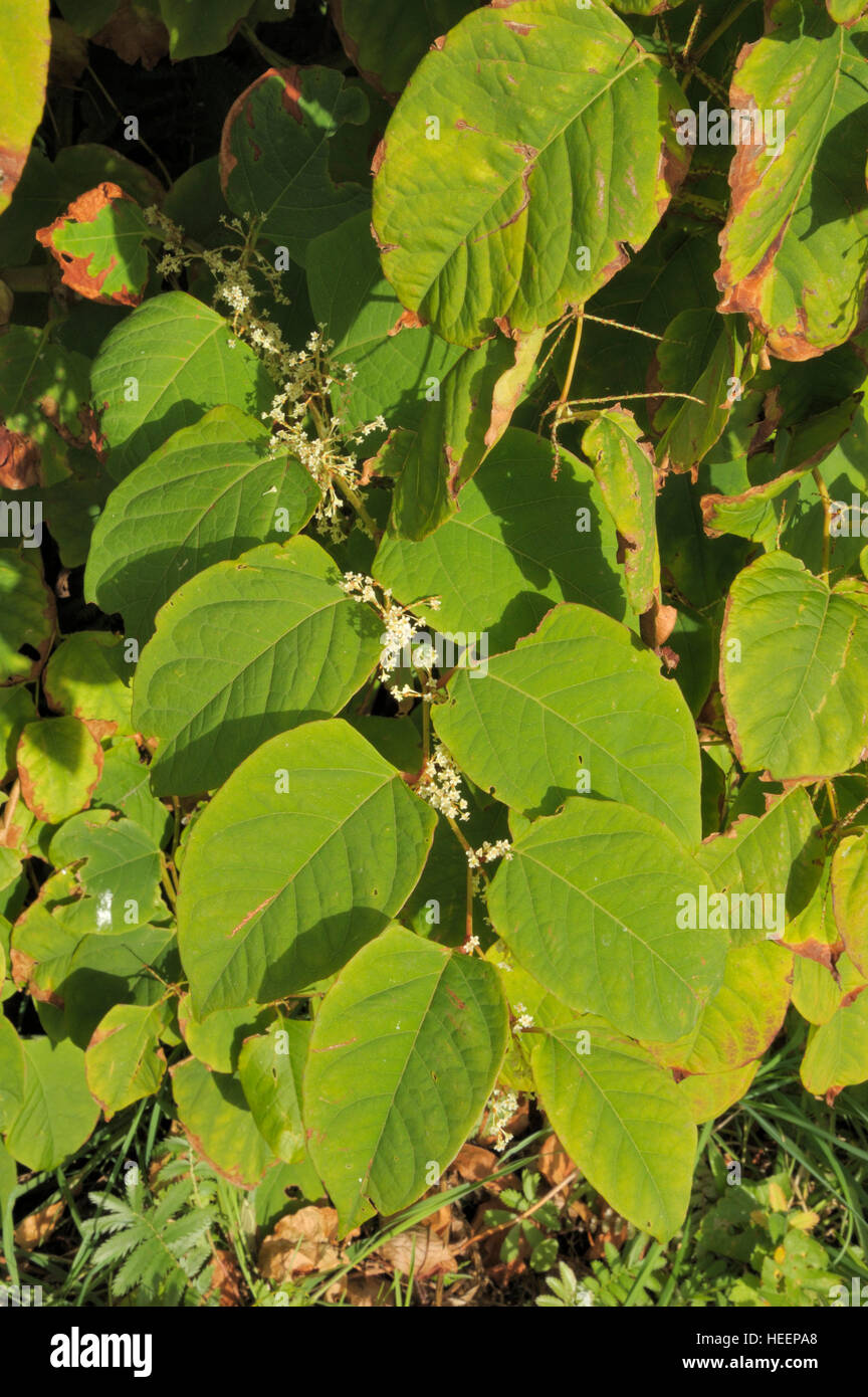Fallopia japonica poligono giapponese immagini e fotografie stock ad ...