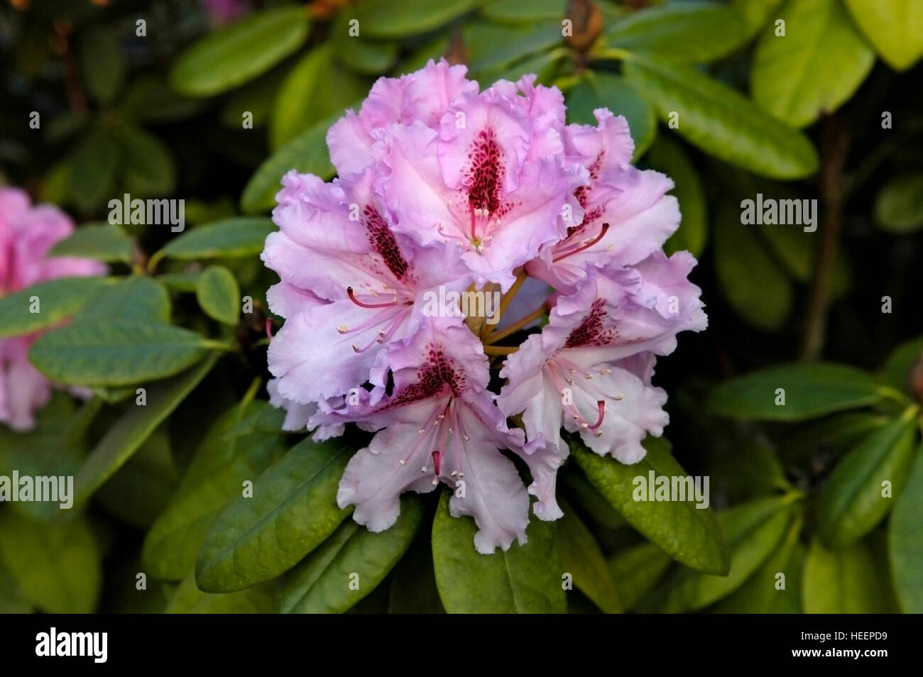 Rhododeudvou fiore viola e rosa ombreggiato. Foto Stock