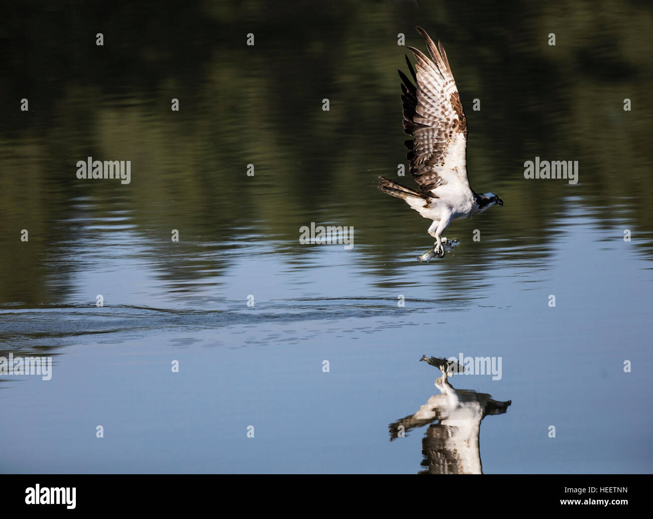 Osprey, pesce-eagle soaring e la cattura di pesce su Dogtown Lago, Williams, Arizona, Stati Uniti d'America Foto Stock