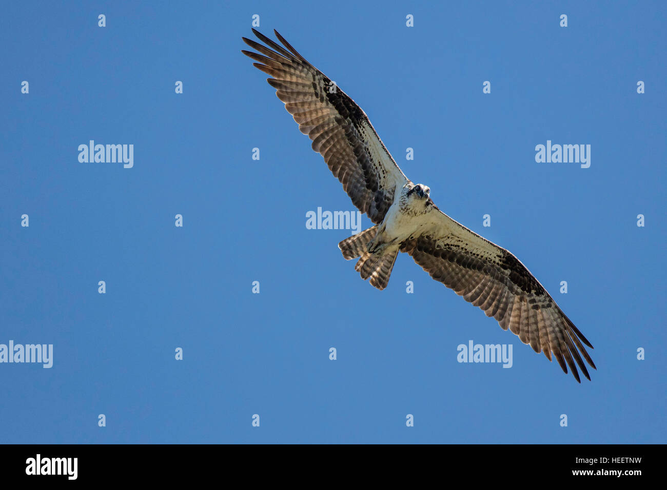 Osprey, pesce-eagle soaring e la cattura di pesce su Dogtown Lago, Williams, Arizona, Stati Uniti d'America Foto Stock
