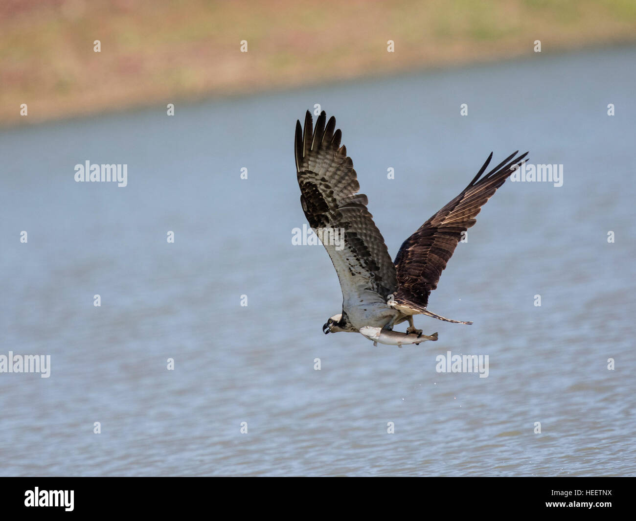 Osprey, pesce-eagle soaring e la cattura di pesce su Dogtown Lago, Williams, Arizona, Stati Uniti d'America Foto Stock