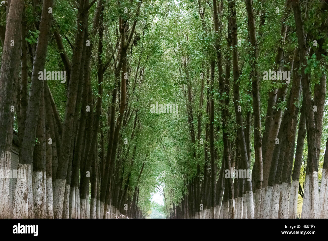 Alberi lungo la strada, tronco inferiore verniciato di bianco per la prevenzione di bug, Pechino, Cina Foto Stock