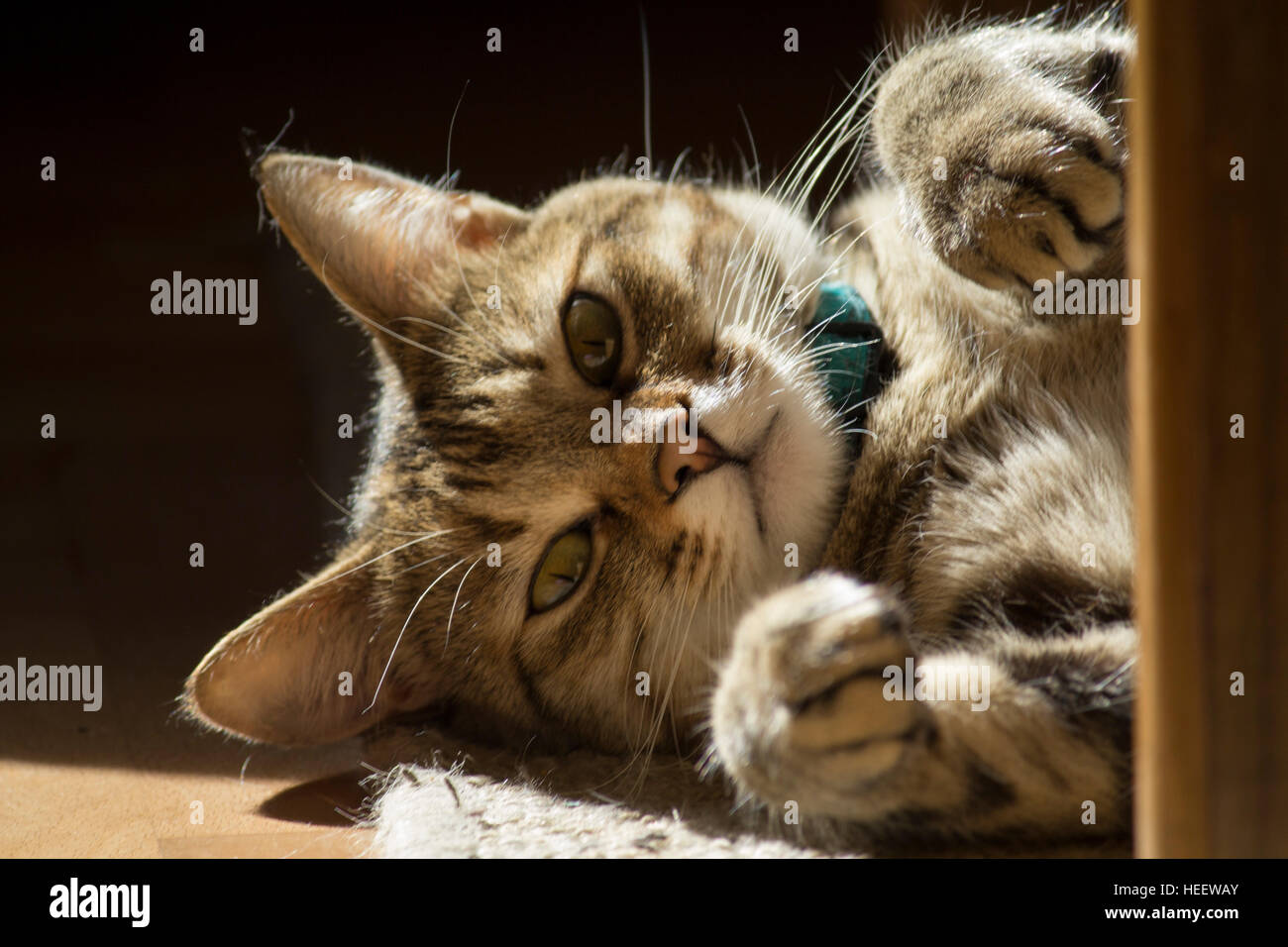Green Eyed cat rilassante. Foto Stock
