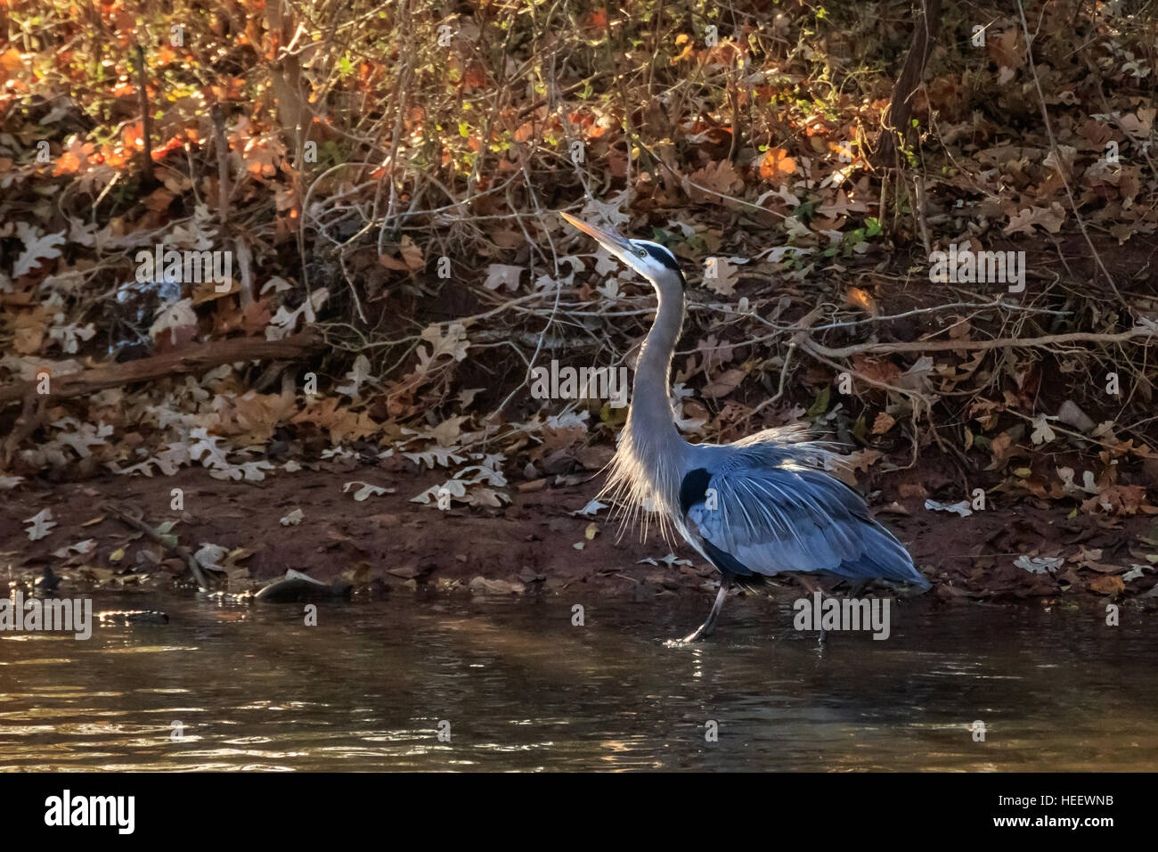 Un Airone cenerino scuote fuori è piume dopo lo sbarco su un lago. Foto Stock