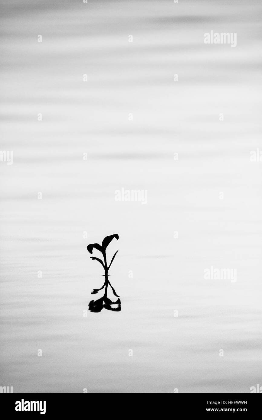 Un isolato di mangrovie di giovani emergenti dalle acque calme. In bianco e nero. Foto Stock
